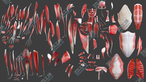 images/goods_img/20210312/Full Male And Female Anatomy Set (Blender Rigged) 3D model/2.jpg